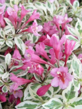 Weigela Shrubs My Monet