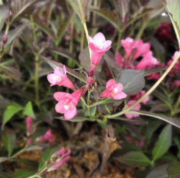 Weigela Shrubs Spilled Wine