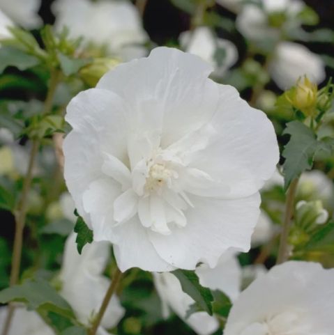 Rose of Sharon Shrubs Bali