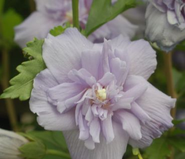 Rose of Sharon Shrubs Blue Chiffon