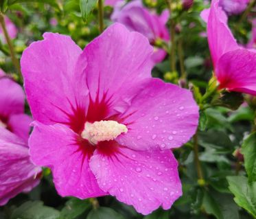 Rose of Sharon Shrubs Lil' Kim Violet