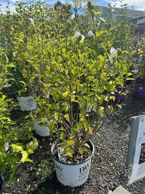Rose of Sharon Shrubs White Chiffon
