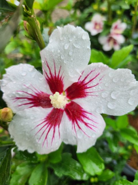 Rose of Sharon Shrubs Lil' Kim