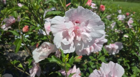Rose of Sharon Shrubs Pink Chiffon
