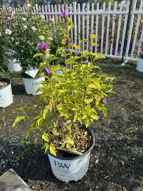Rose of Sharon Shrubs Lil' Kim Red