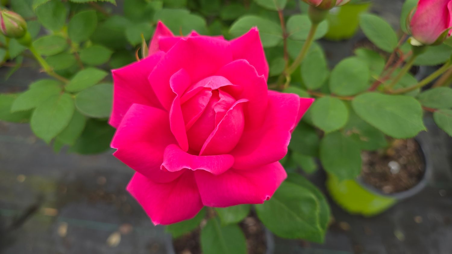 Rose Shrubs Double Pink Knock Out