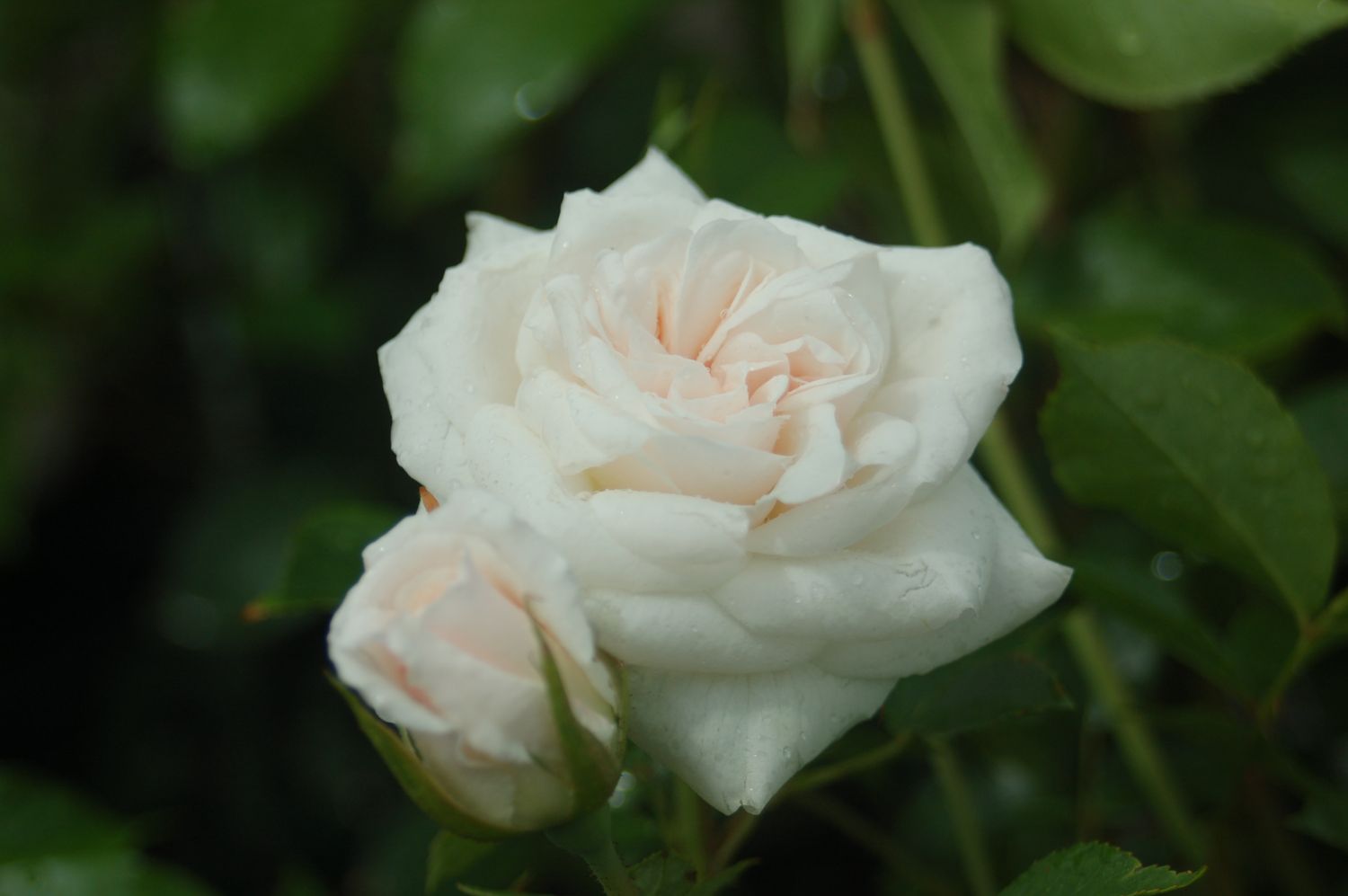Rose Shrubs Iceberg