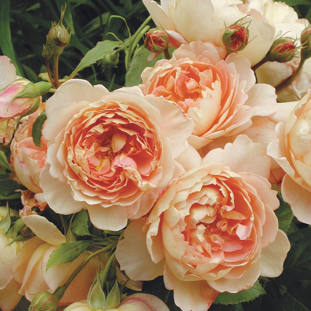 Rose Shrubs Carding Mill