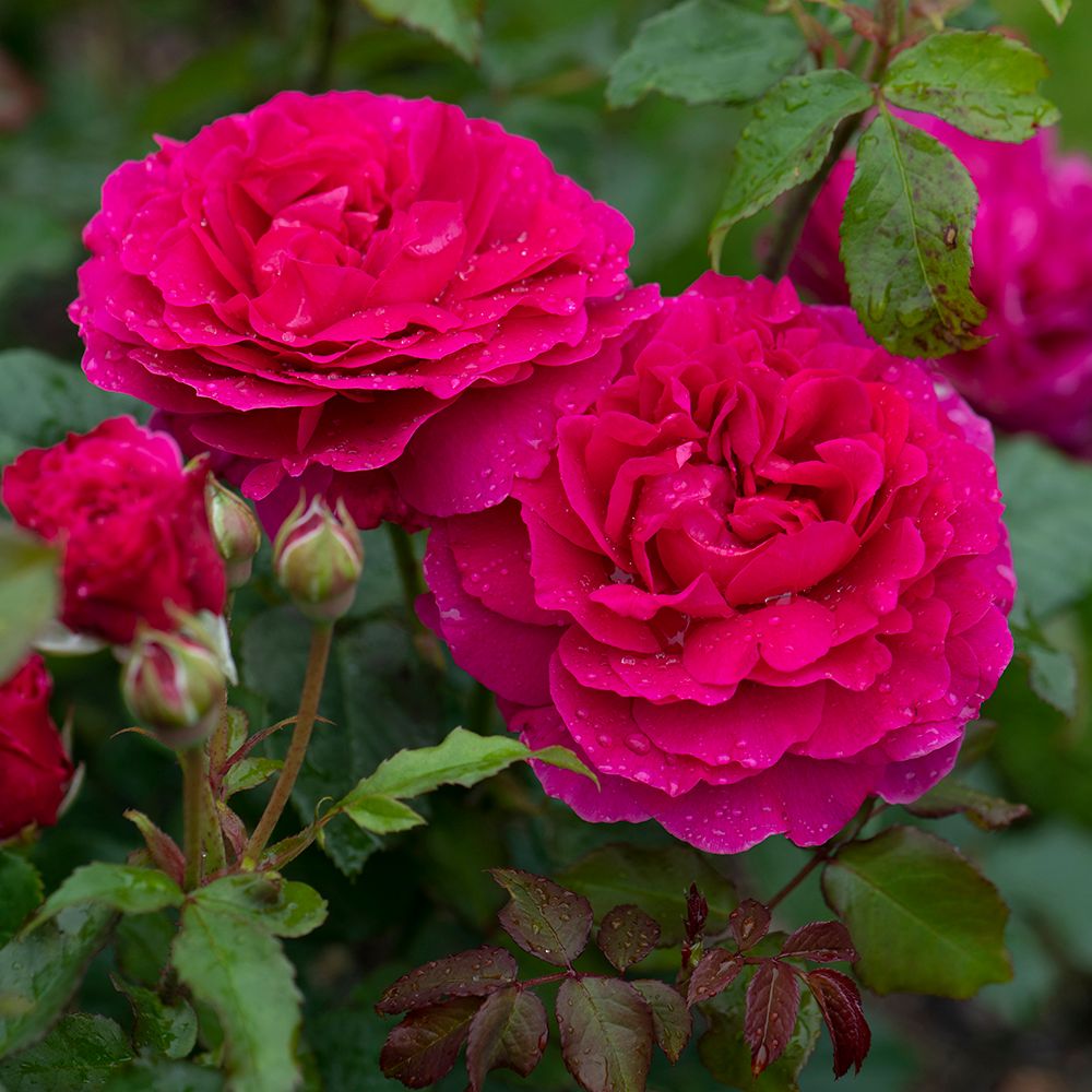 Rose Shrubs Gabriel Oak