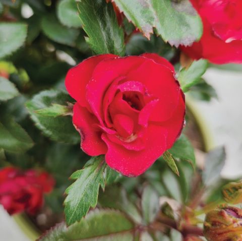 Rose Shrubs Knock Out Petite