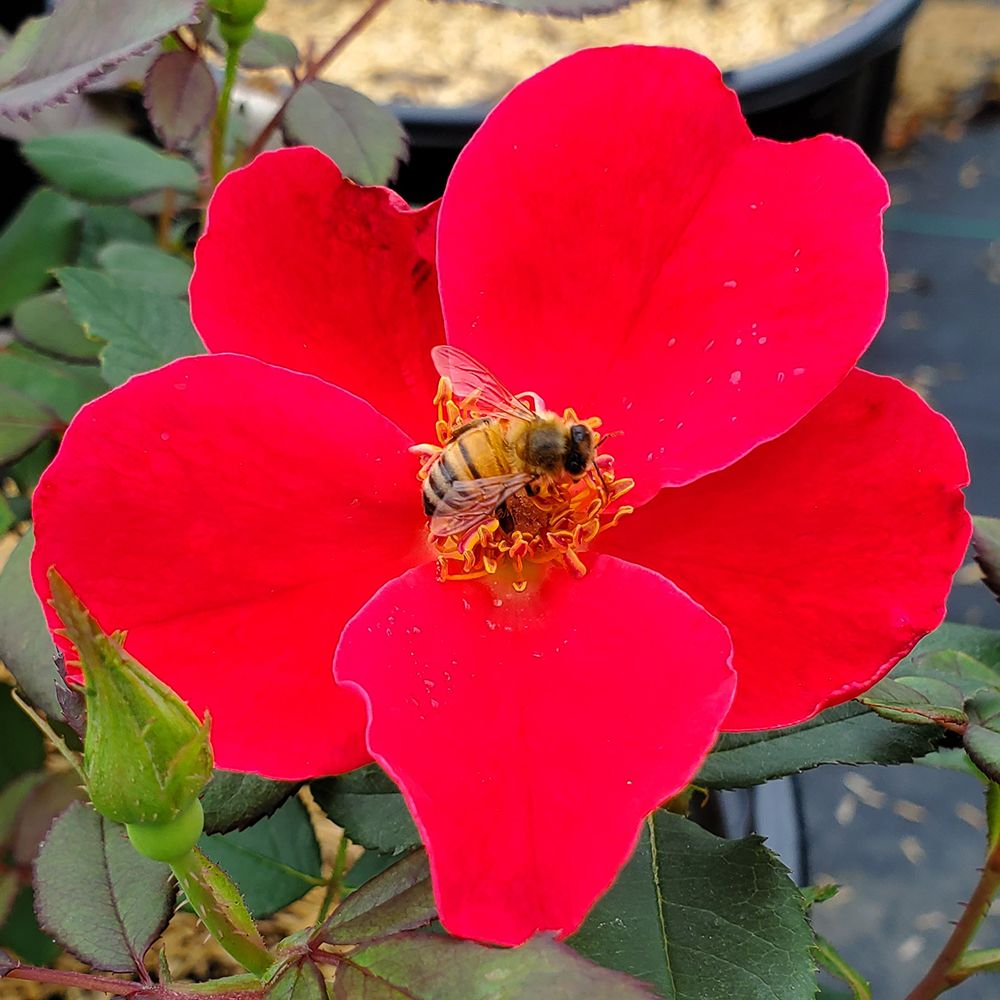 Rose Shrubs Miracle on the Hudson