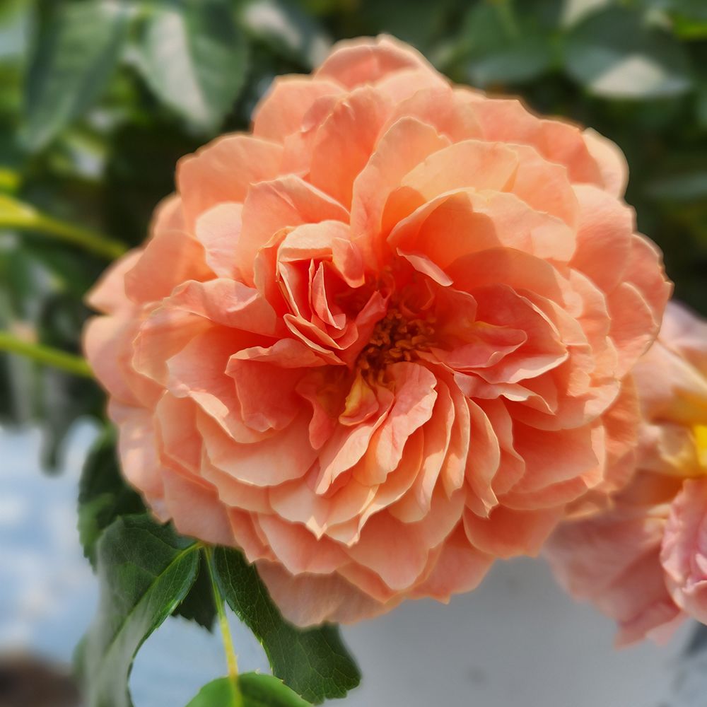 Rose Shrubs At Last