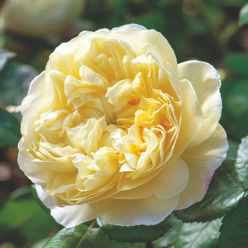 Rose Shrubs Charles Darwin