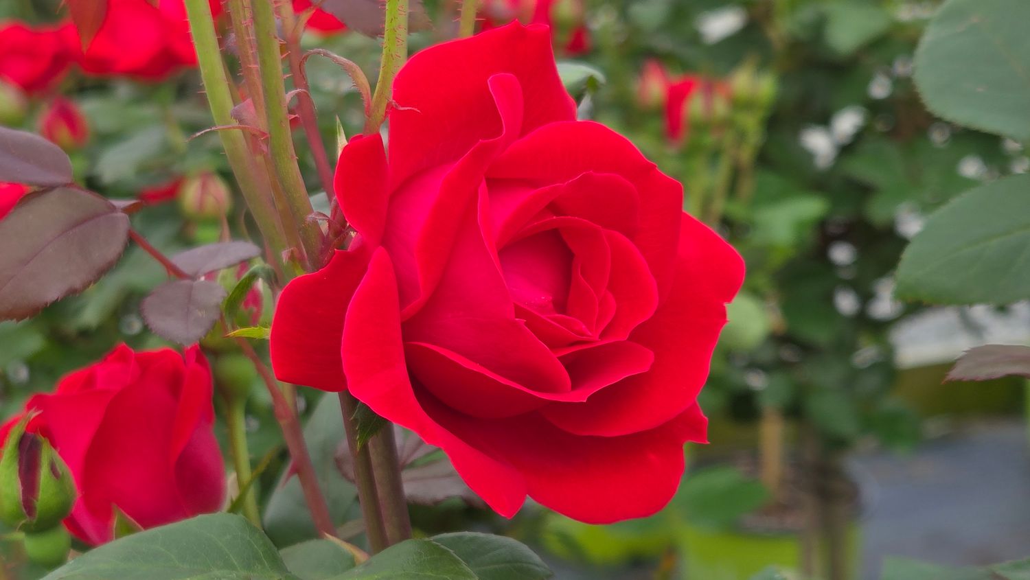 Rose Shrubs Double Knock Out