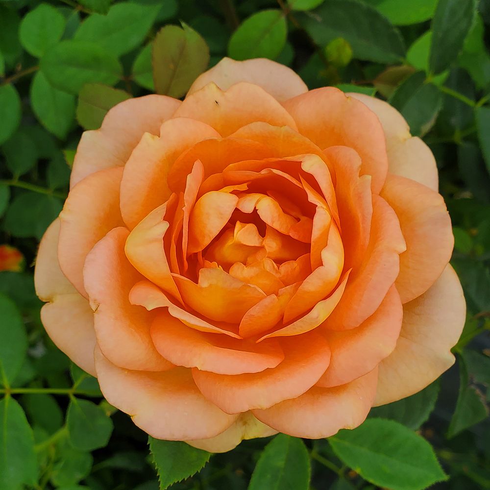 Rose Shrubs Lady of Shalott