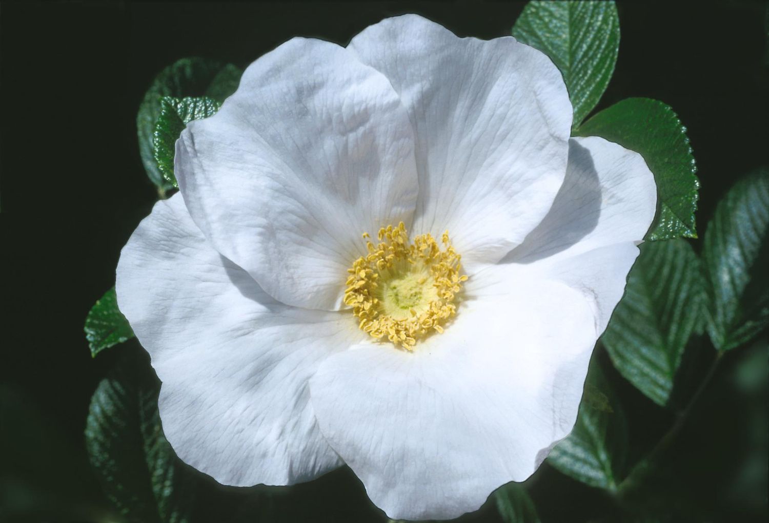 Rose Shrubs Rugosa Alba