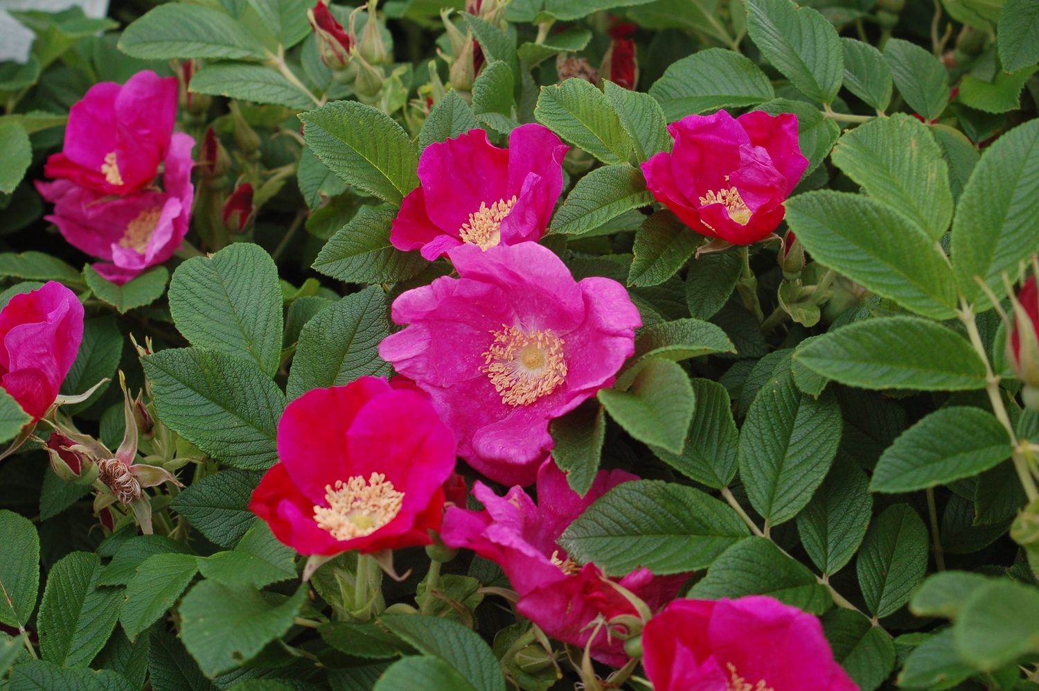Rose Shrubs Rugosa