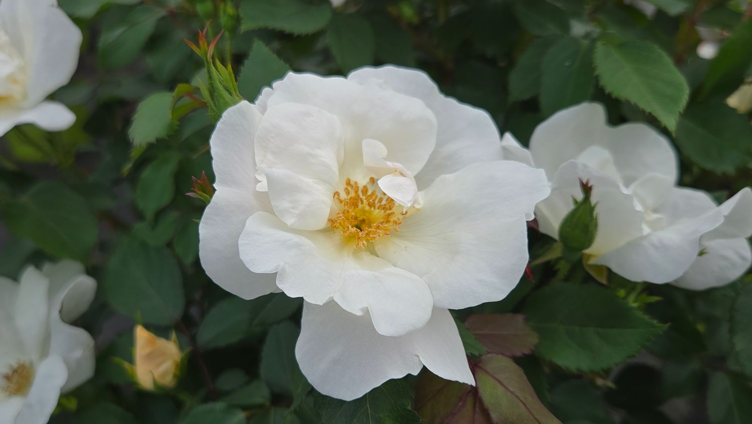 Rose Shrubs White Knock Out