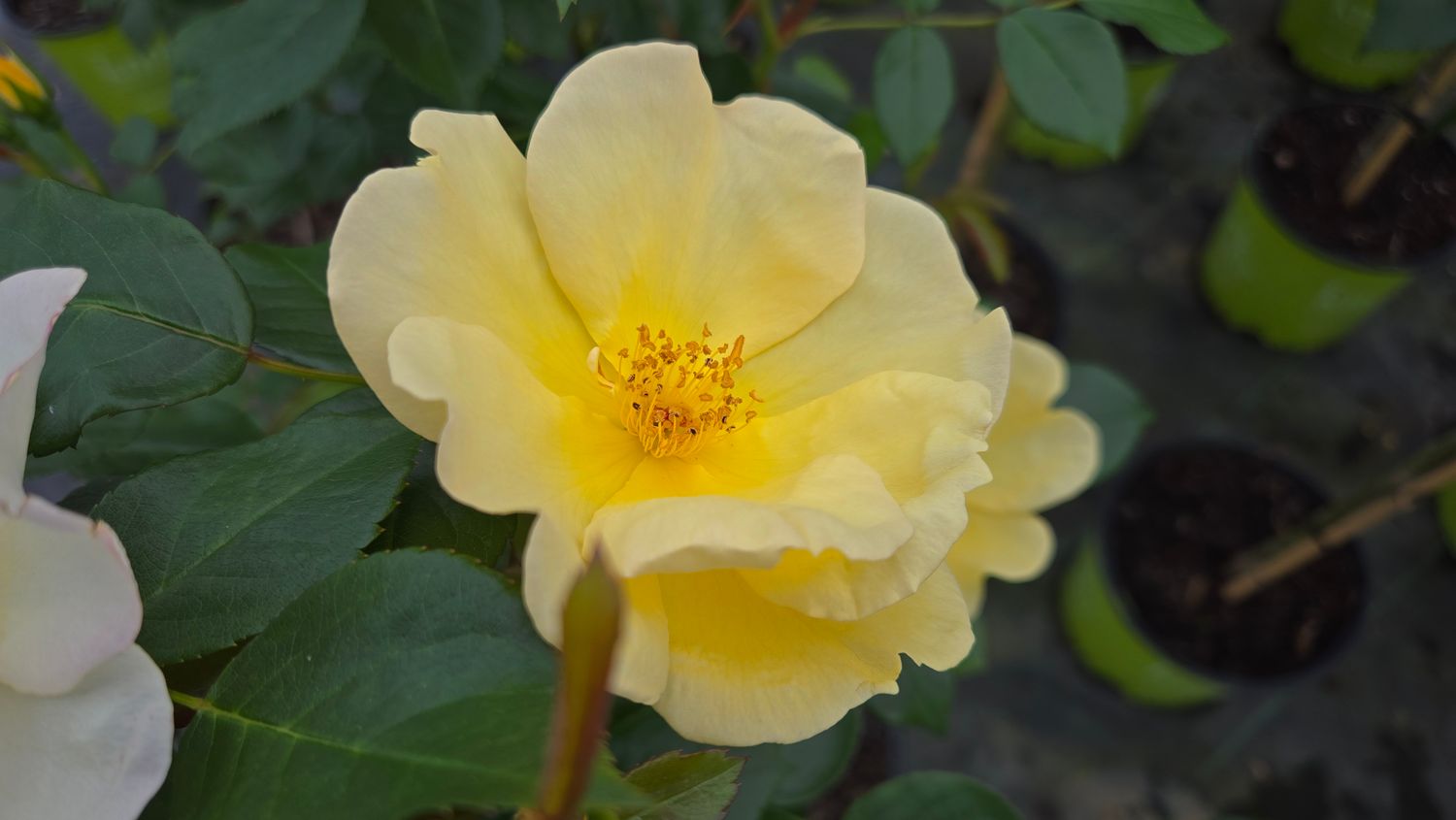 Rose Shrubs Easy Bee-zy Knock Out