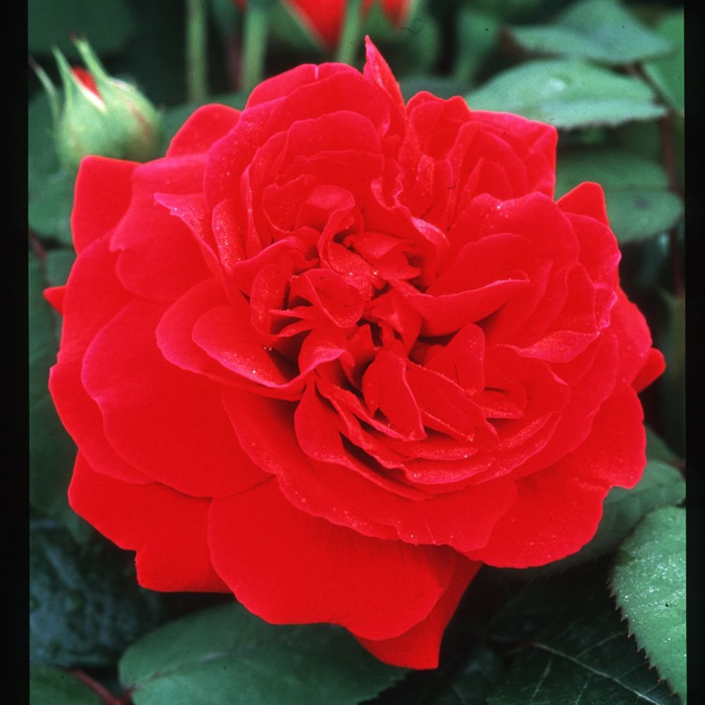 Climbing Rose Tess of the d'Urbervilles
