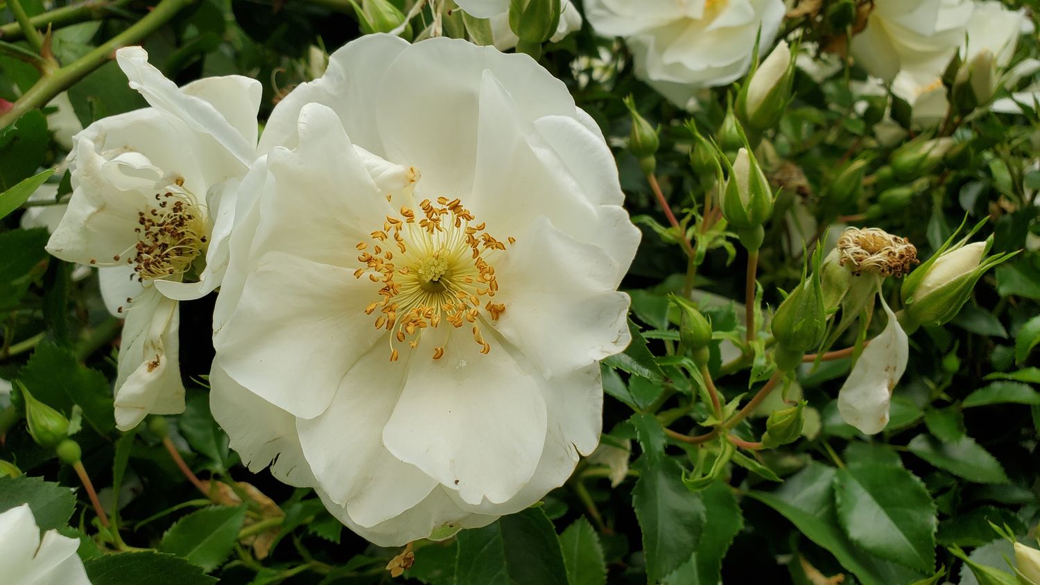 Climbing Rose White Dawn