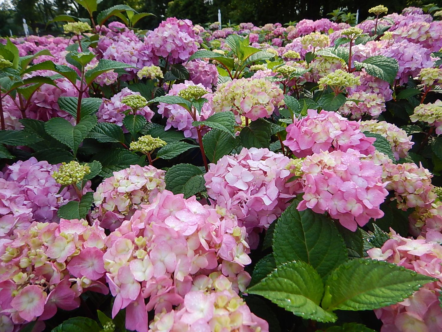 Hydrangea Shrubs Bloomstruck