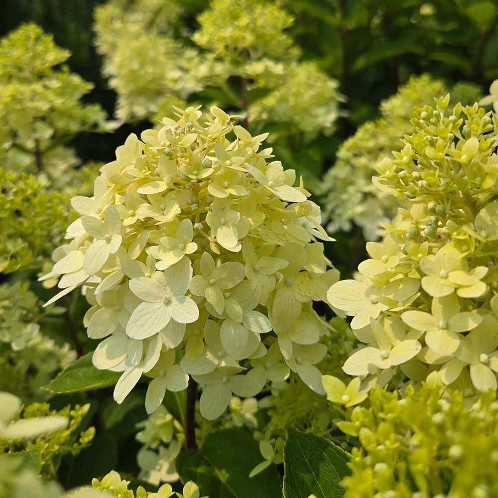 Hydrangea Shrubs Limelight Prime