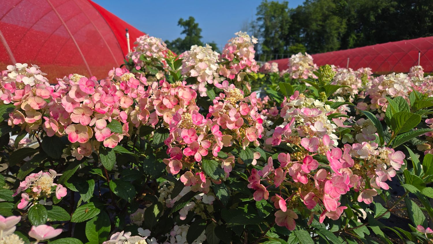 Hydrangea Shrubs Little Quick Fire