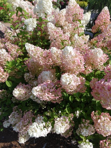 Hydrangea Shrubs Strawberry Sundae