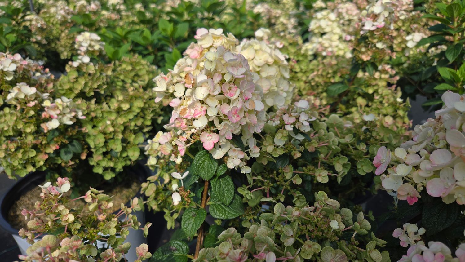 Hydrangea Shrubs Tiny Quick Fire