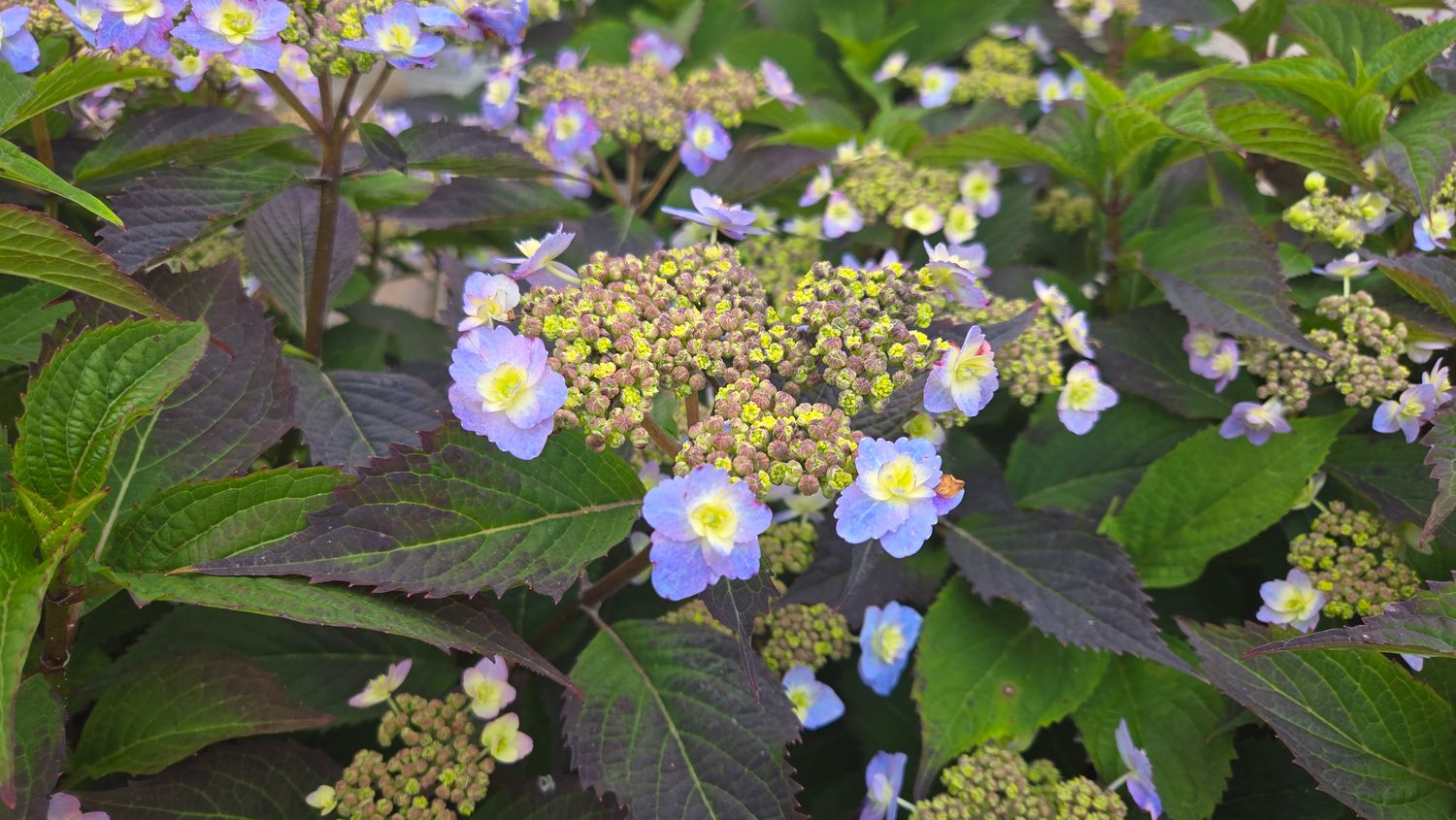 Hydrangea Shrubs Tiny Tuff Stuff