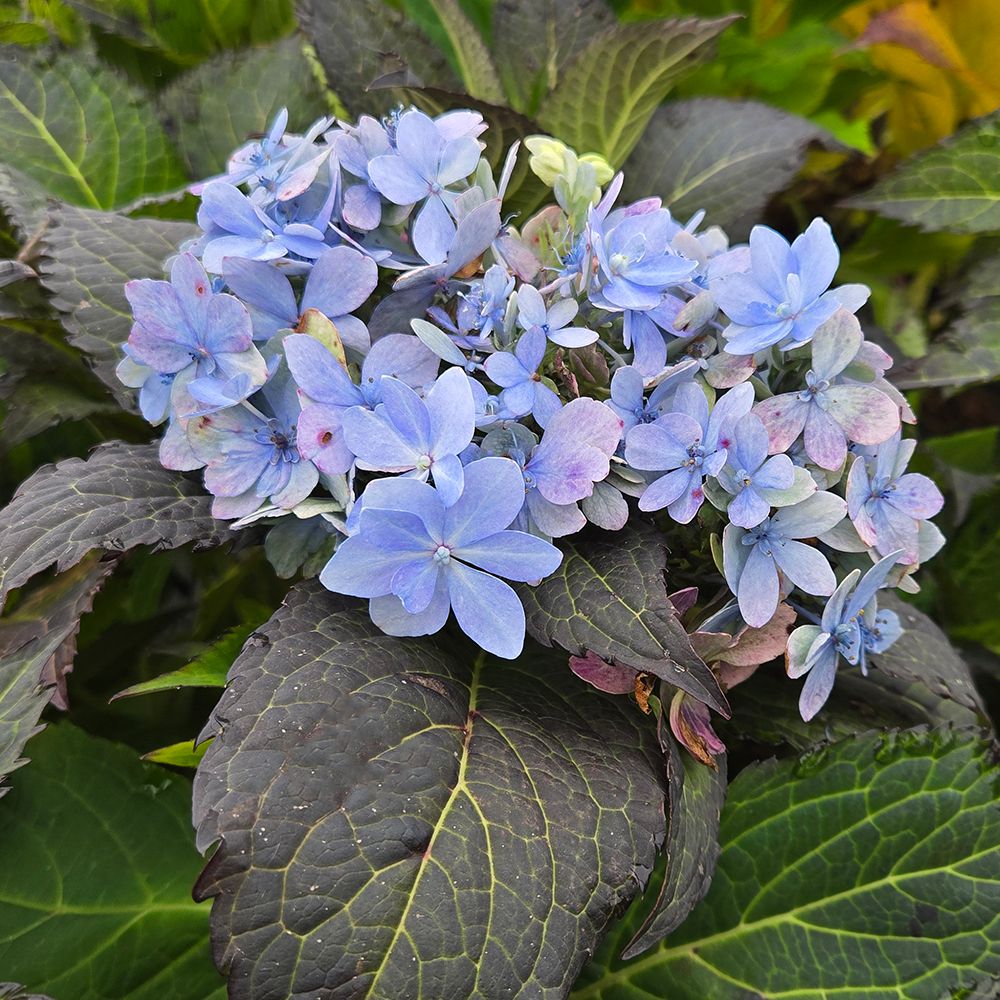 Hydrangea Shrubs Tuff Stuff Ah-Ha