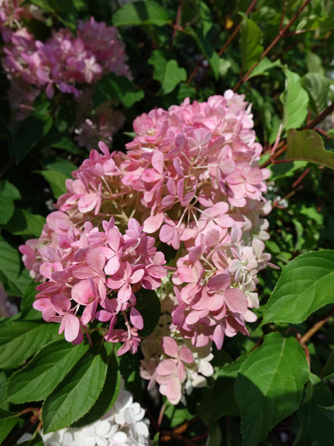 Hydrangea Shrubs Vanilla Strawberry