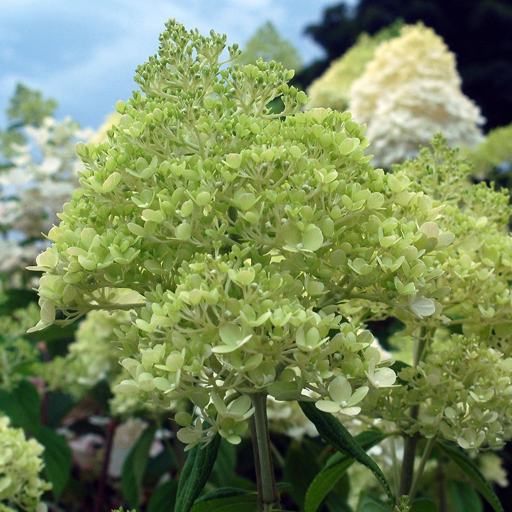 Hydrangea Shrubs Limelight