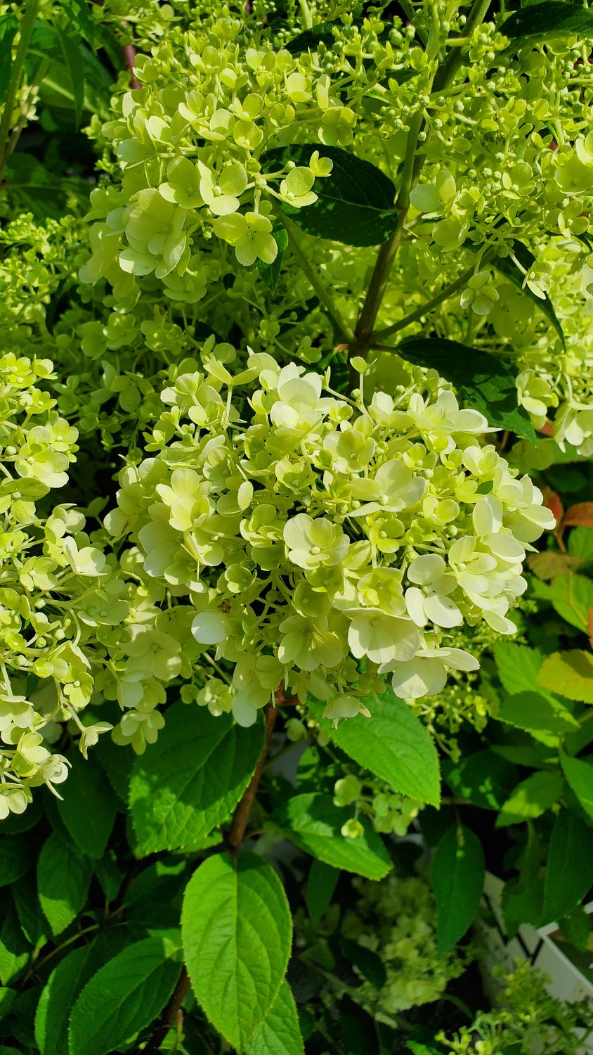 Hydrangea Shrubs Bobo