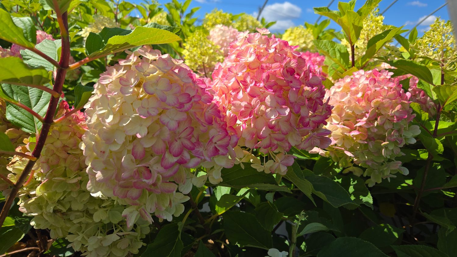 Hydrangea Shrubs Fire Light Tidbit