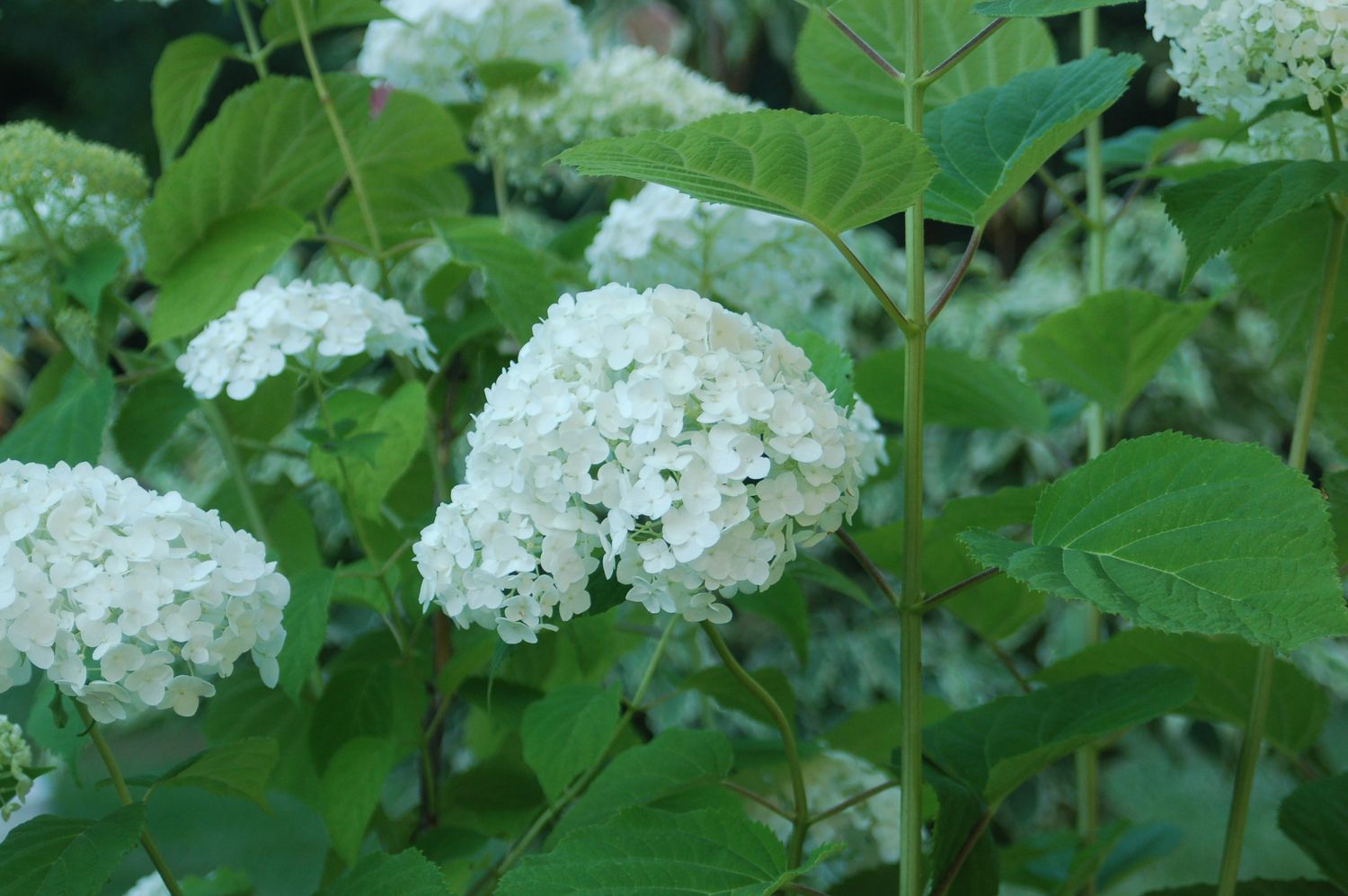 Hydrangea Shrubs Incrediball