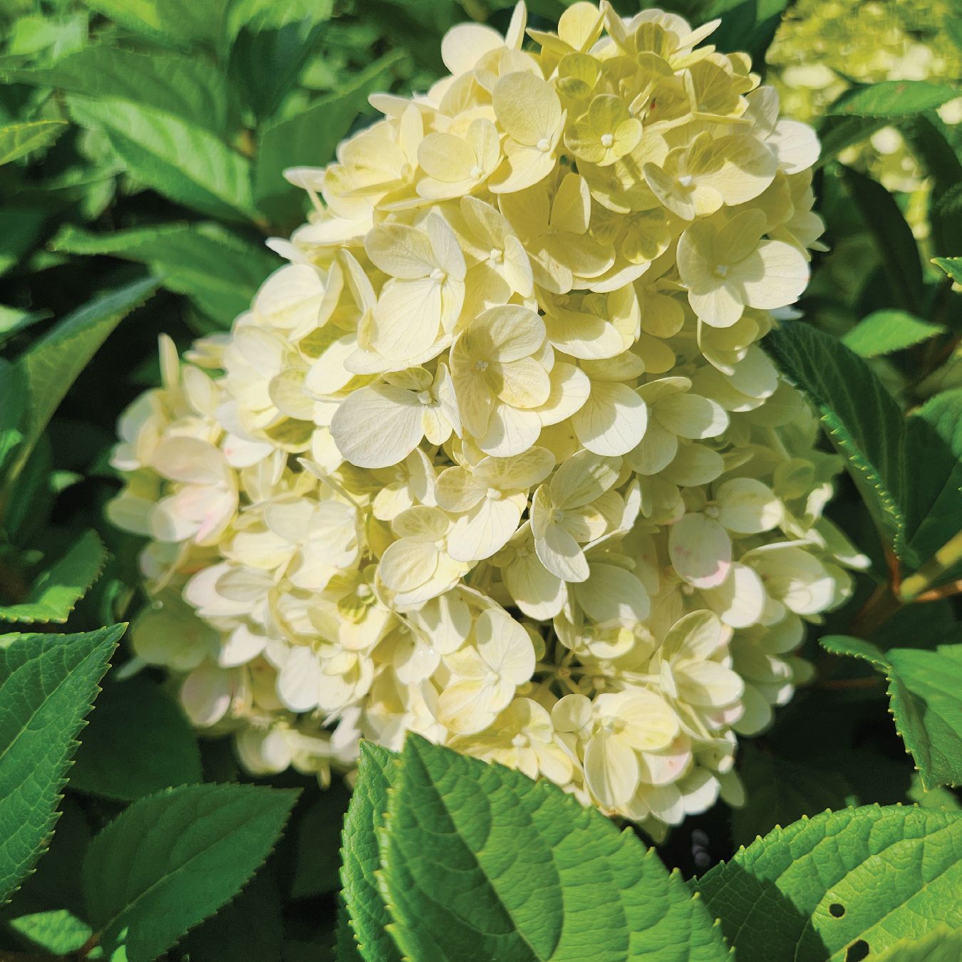 Hydrangea Shrubs Little Lime Punch