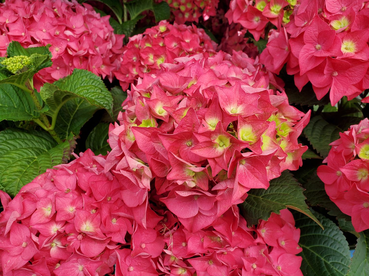 Hydrangea Shrubs Summer Crush