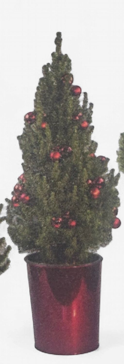 Live Decorated Christmas Trees, Variety: Red Ornaments