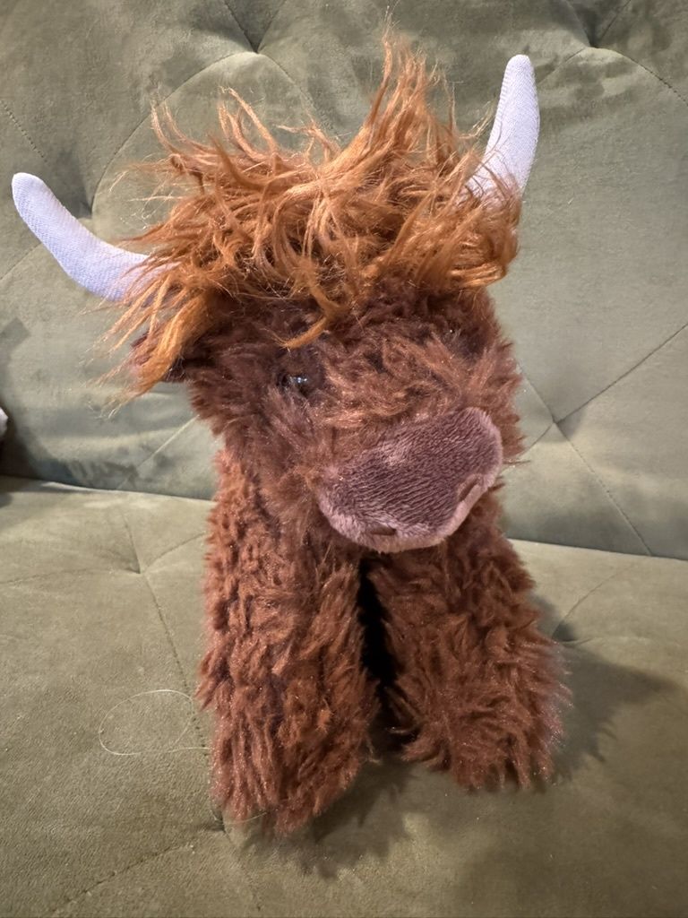 Chocolate Highland Cow