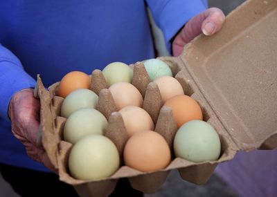 Eggs - RHF Pasture-raised &amp; Organic feed