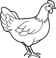 Whole Fryer (per lb) - Red Haven Farm