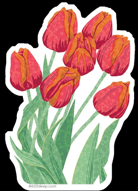 Tulips