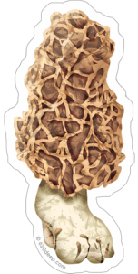 Morel Mushroom