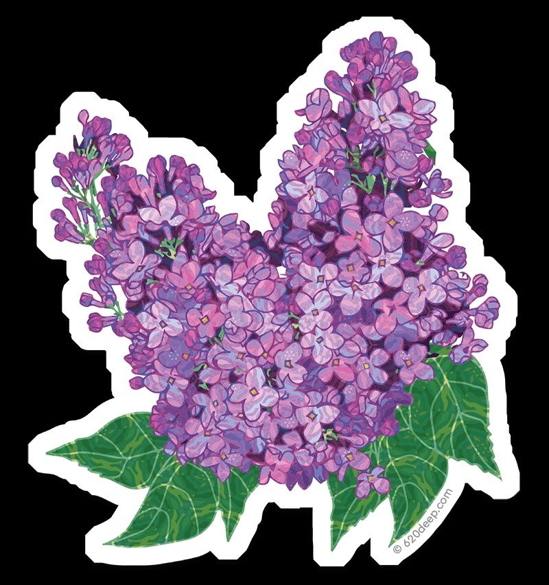 Lilacs