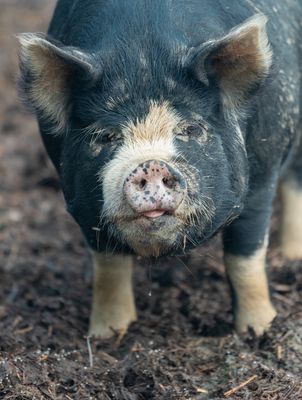 Pasture Pig Feed
