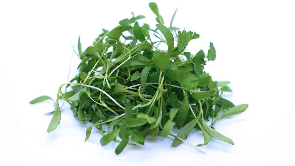 Cilantro Microgreens