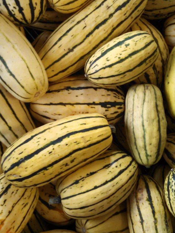 Delicata Squash