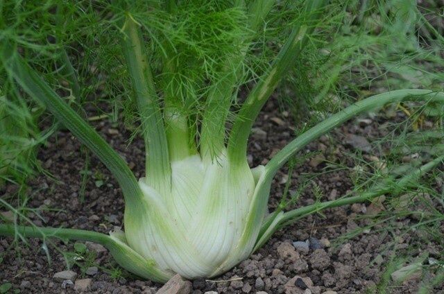 Fennel (bulb)